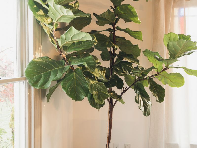 HGTV Fixer To Fabulous  65