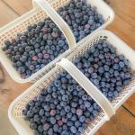 U Pick Blueberries At The The Berry Farm Bentonville, Arkansas