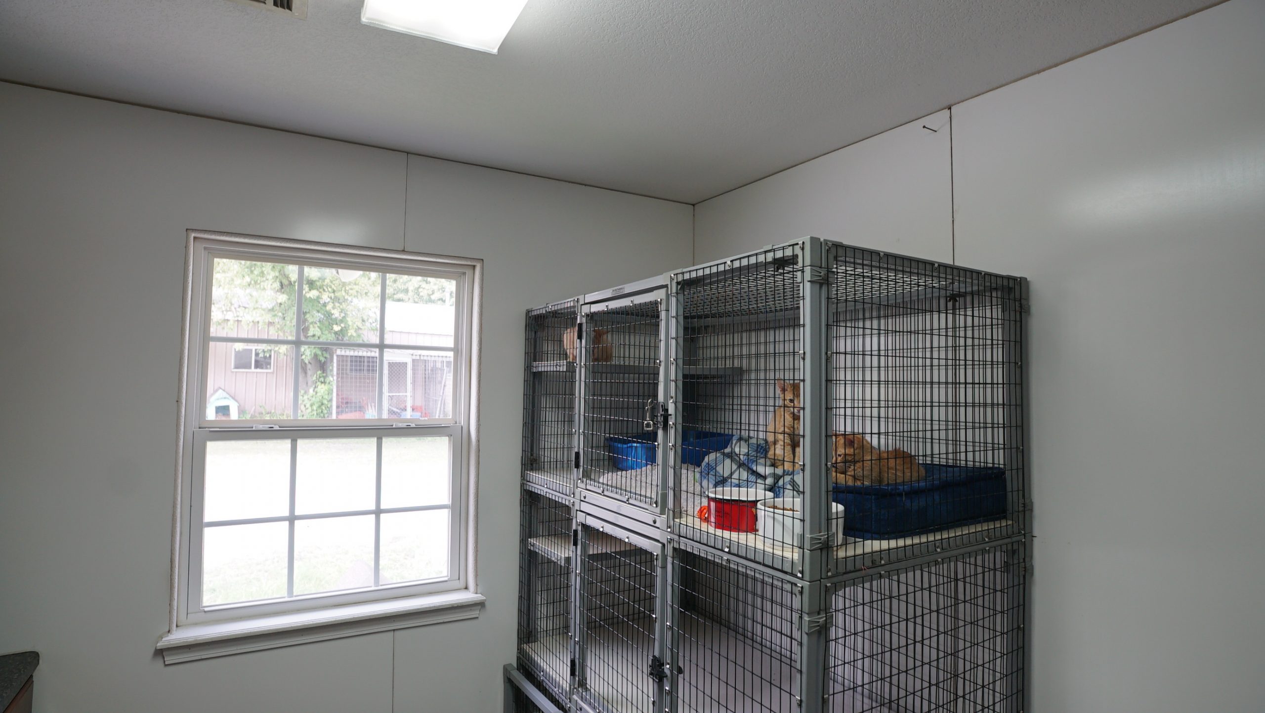 Shelter_CatRoom1