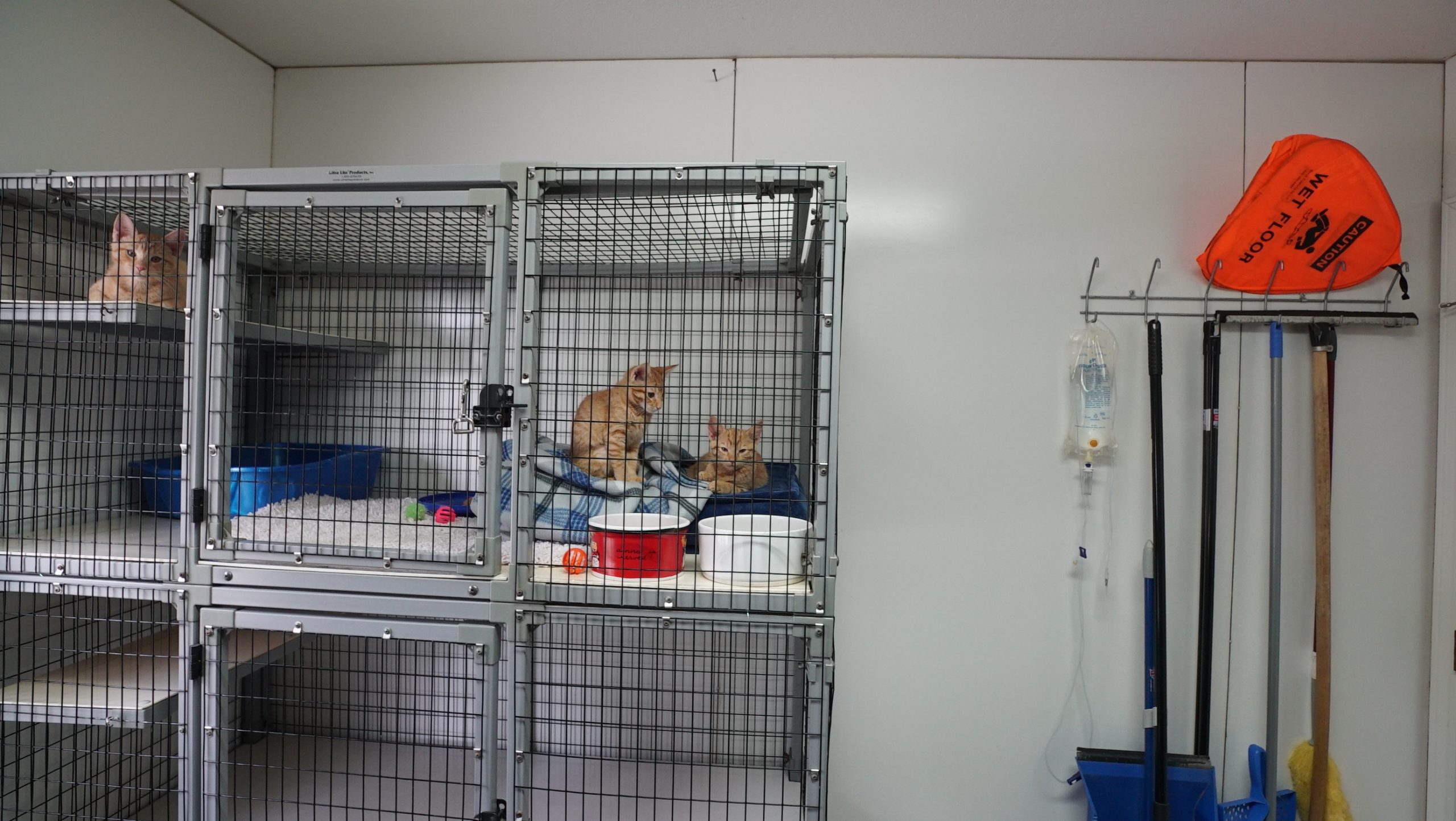 Shelter_CatRoom2